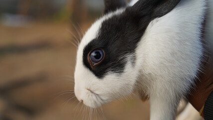 Side view shot of Rabbit eye. Rabbit staring at the camera with scary mood.