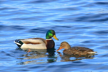 Obraz premium Mallards couple on the lake in breeding season