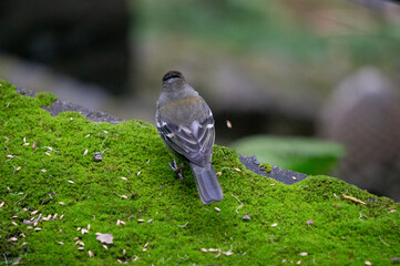 Birds in a botanical garden. Birds in nature.