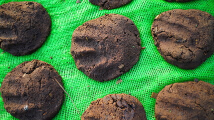 Process of drying cow dung cakes on the sun. Beautiful round cakes on the paper for dryness.