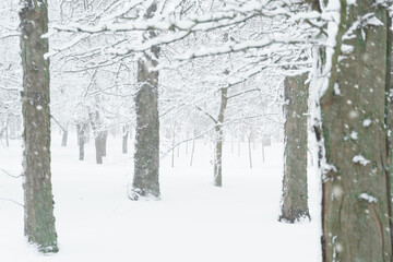 winter city park, trees and branches closeup in the snow, blizzard and snowfall