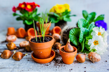 Spring bulbs and colorful primrose flowers ready for planting.