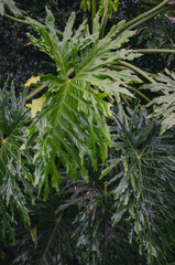 a large leaf in the botanical garden