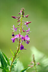 Larkspur purple flower