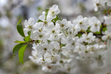 Spring cherry blossom with white petals. Close up. Selective focus, blurred background.