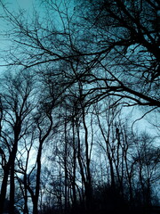 Baumsilhouetten im winterlichen Abendhimmel