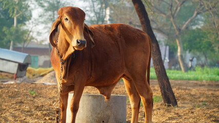 Indian brown bull resting in the field. Bull or cows are considered sacred in India and beef is not eaten.