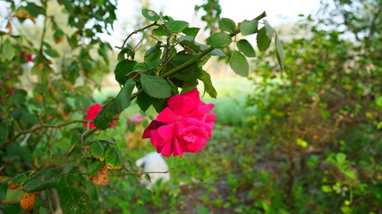 Bright red rose growing in winter season. Sign of love flower blossoming in the garden. Valentine day special.
