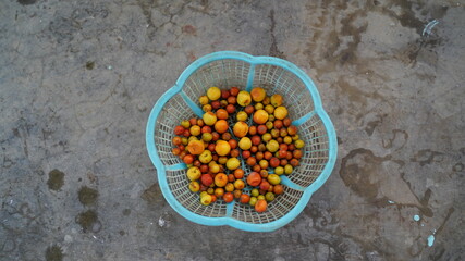 Indian Jujube or Ber, tropical fruit holding in plastic basket. Ber also known as Indian jujube,...