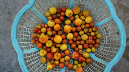 ziziphus mauritiana indian jujube, Ber fruits at various stages of ripeness with attractive view. Ripen ber fruit closeup.