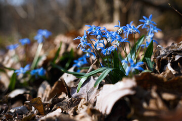blue snowdrops in the forest