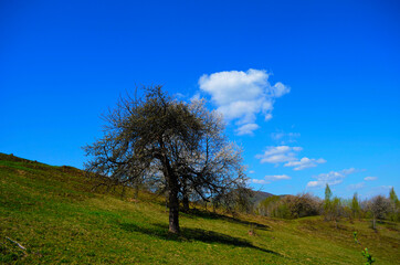 blooming cherry trees on a sunny day. Seasonal background. Flowering in spring time. Scenic image of trees in dramatic garden.