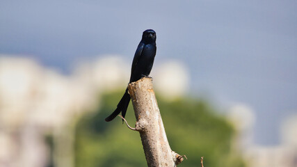 The black drongo (Dicrurus macrocercus) is a small Asian passerine bird of the drongo family Dicruridae. It is a common resident breeder in much of tropical southern Asia.
