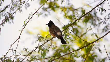 The red-vented bulbul (Pycnonotus cafer) is a member of the bulbul family of passerines. It is a resident breeder across the Indian subcontinent, including Sri Lanka extending east to Burma, tibet