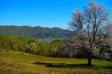 blooming cherry trees on a sunny day. Seasonal background. Flowering in spring time. Scenic image of trees in dramatic garden.