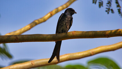 The black drongo (Dicrurus macrocercus) is a small Asian passerine bird of the drongo family Dicruridae. It is a common resident breeder in much of tropical southern Asia.