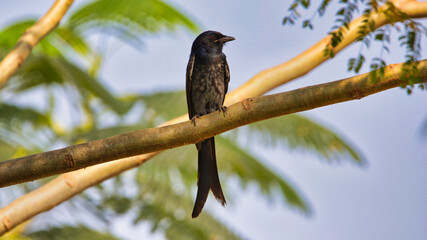The black drongo (Dicrurus macrocercus) is a small Asian passerine bird of the drongo family Dicruridae. It is a common resident breeder in much of tropical southern Asia.