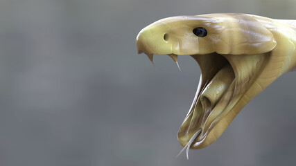 Headshot of Albino King Cobra Snake open mouth isolated on grey background with clipping path. 3D Rendering.