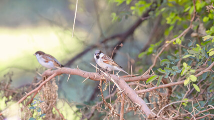 The Eurasian tree sparrow (Passer montanus) is a passerine bird in the sparrow family with a rich chestnut crown and nape, and a black patch on each pure white cheek.