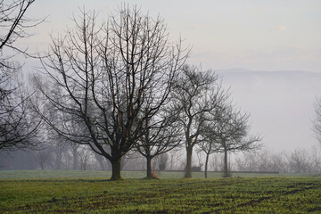 Obraz premium Row of trees in the field at sunrise.