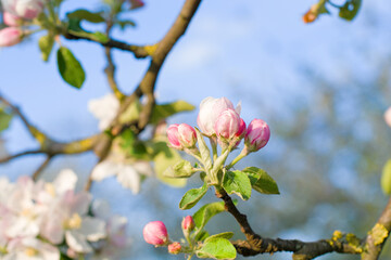 blossoming apple