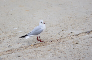 The seagull in its pose as if asks - who dares to cross the line