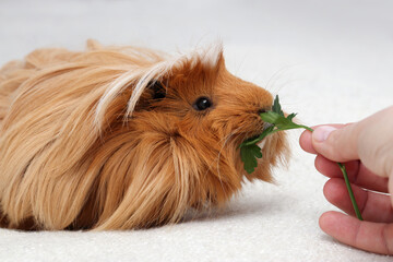 guinea pig eating green leaves form a hand, human feeding a pet