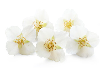 Fototapeta na wymiar Blooming jasmine on a white background