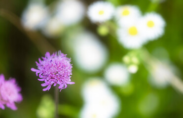 flowers close-up