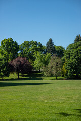 Obraz na płótnie Canvas trees in the park
