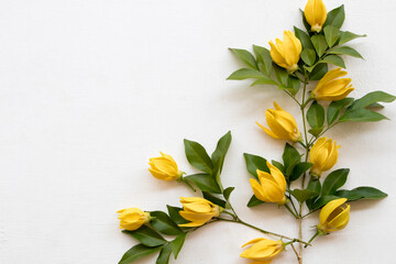 ylang ylang yellow flowers local flora of asia arrangement flat lay postcard style on background white 