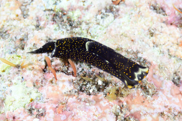 アカボシツバメガイ