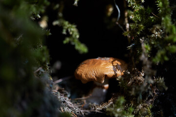 a small brown mushroom in a forest