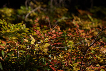 closeup of green and red leaves on the ground
