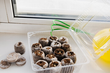 Peat tablets with seeds stand in a container on a windowsill in winter