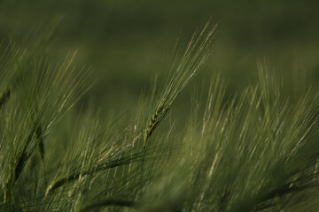 Fototapeta premium A field of fresh green wheat in the early spring