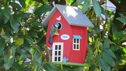 Blaumeise schaut in den Nistkasten