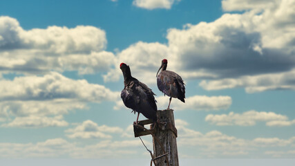 The red-naped ibis is a large black bird with long legs and a long downcurved bill. The wing feathers and tail are black with blue-green gloss while the neck and body are brown and without gloss.