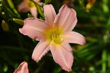 pink and yellow lily flower