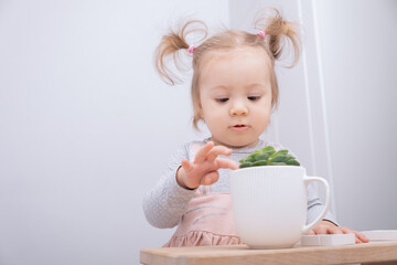 funny little girl carefully touches succulent in pot.