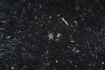 a snowflake on a black fallen tree. macro
