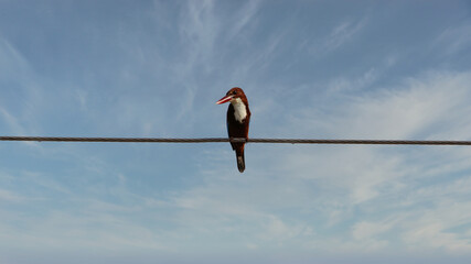 The white-throated kingfisher (Halcyon smyrnensis) also known as the white-breasted kingfisher is a tree kingfisher, widely distributed in Asia from the Sinai east through the Indian subcontinent.