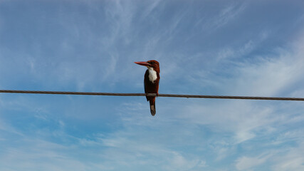The white-throated kingfisher (Halcyon smyrnensis) also known as the white-breasted kingfisher is a tree kingfisher, widely distributed in Asia from the Sinai east through the Indian subcontinent.