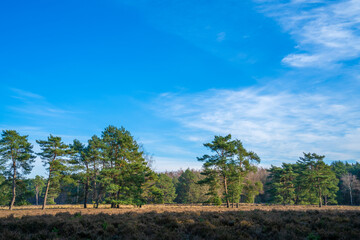 Obraz premium Heath landscape in winter in Netherlands 