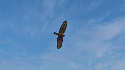 The booted eagle (Hieraaetus pennatus, also classified as Aquila pennata) is a medium-sized mostly migratory bird of prey with a wide distribution in the Palearctic and southern Asia.