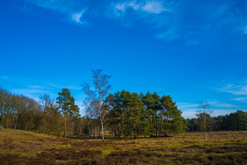 Fototapeta na wymiar Heath landscape in winter in Netherlands 