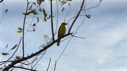 The Indian golden oriole (Oriolus kundoo) is a species of oriole found in the Indian subcontinent and Central Asia. The species was formerly considered to be a subspecies of the Eurasian golden oriole