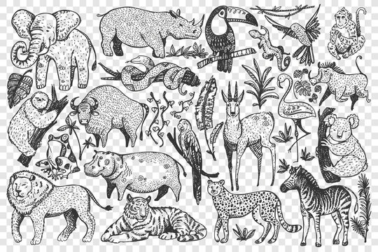 Animals doodle set. Collection of funny hand drawn cute wild african safari mammals isolated on transparent background. Illustration of leopard lion snakes monkey zebra giraffe elephant for kids.