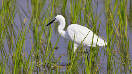 The little egret (Egretta garzetta) is a species of small heron in the family Ardeidae. The genus name comes from the Provençal French Aigrette, egret, a diminutive of Aigron, heron.