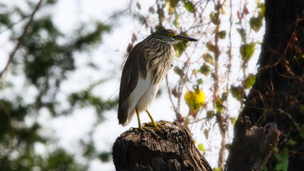 The Indian pond heron or paddybird (Ardeola grayii) is a small heron. It is of Old World origins, breeding in southern Iran and east to the Indian subcontinent, Burma, and Sri Lanka.